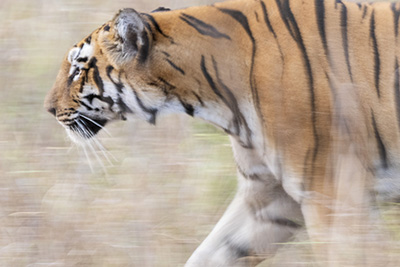 Tiger, tiger and tiger in Tadoba National park, India. Photo tour Wild Nature Photo Adventures. Photo Jan Pedersen