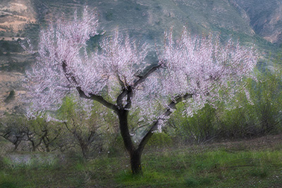 Mandelblom och böljande jordbrukslandskap i Andalusien, Spanien. Fotoresa med Wild Nature fotoresor. Foto Frida Hermansson