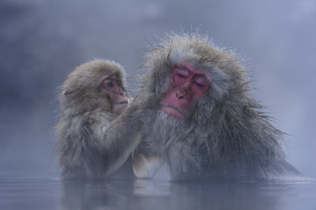 Makalösa makaker, Japan. Fotoresa med Wild Nature fotoresor. Foto: Henrik Karlsson