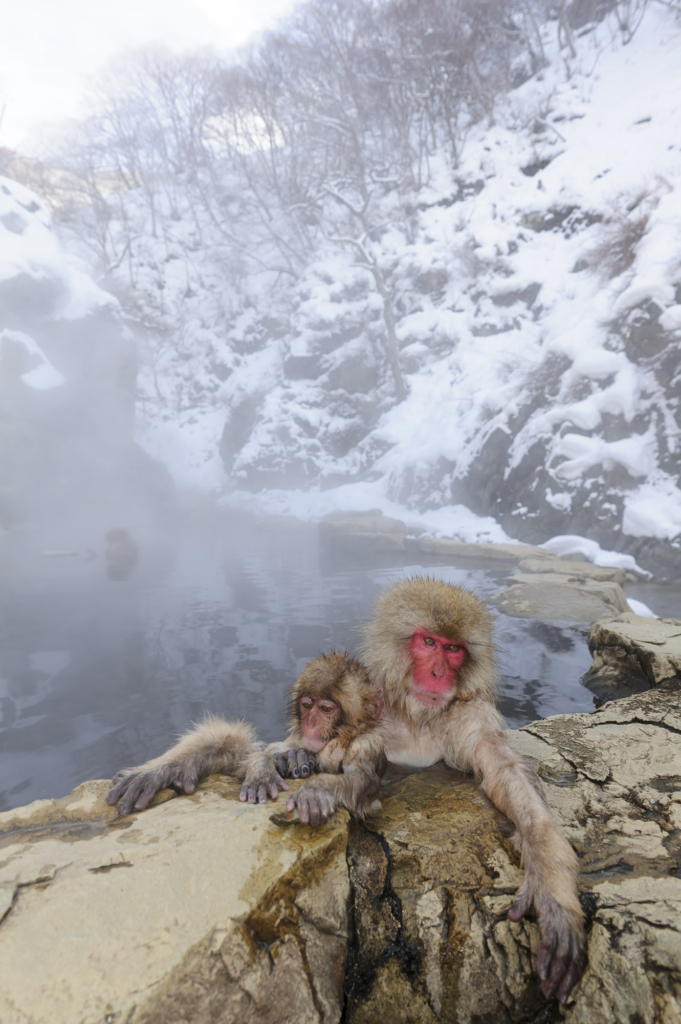 Makalösa makaker, Japan. Fotoresa med Wild Nature fotoresor. Foto: Henrik Karlsson