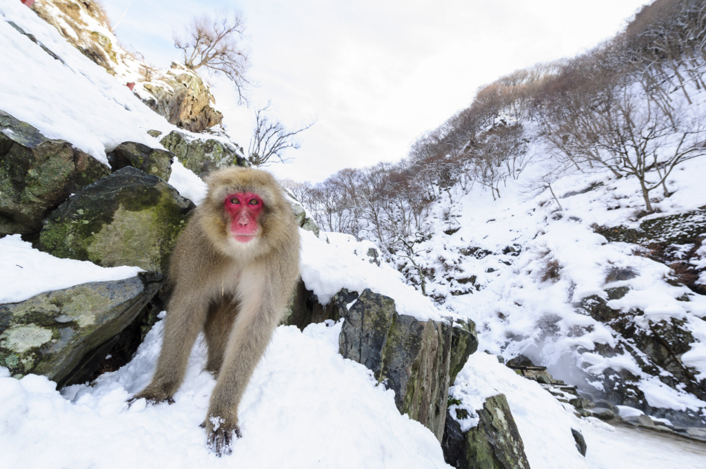 Makalösa makaker, Japan. Fotoresa med Wild Nature fotoresor. Foto: Henrik Karlsson