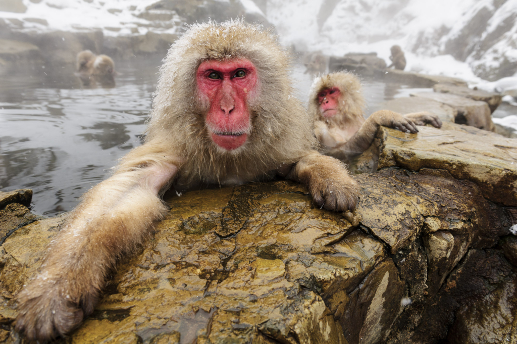 Makalösa makaker, Japan. Fotoresa med Wild Nature fotoresor. Foto: Henrik Karlsson