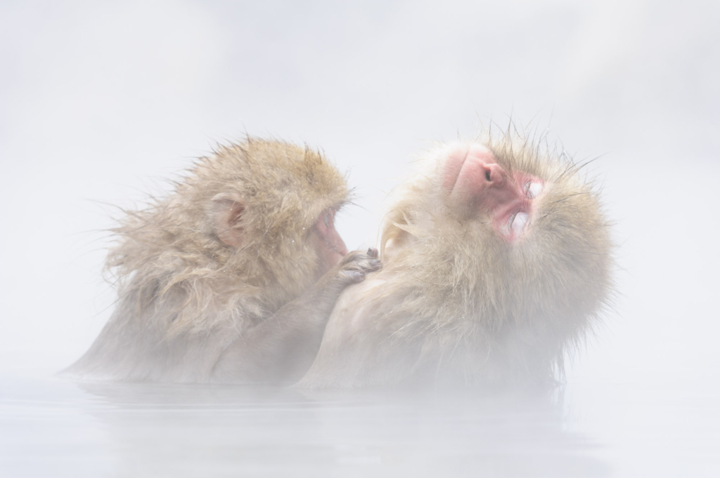 Makalösa makaker, Japan. Fotoresa med Wild Nature fotoresor. Foto: Henrik Karlsson