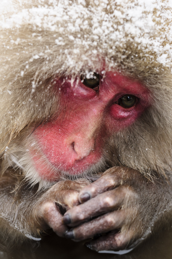 Makalösa makaker, Japan. Fotoresa med Wild Nature fotoresor. Foto: Henrik Karlsson