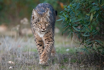 Iberian Lynx, Andalucia. Photo tour with Wild Nature Photo Adventures. Photo Staffan Widstrand