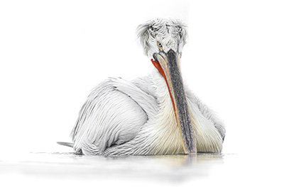 Dalmatian pelicans of Lake Kerkin, Greece. Photo tour with Wild Nature Photo Adventures. Photo: Johan Siggesson