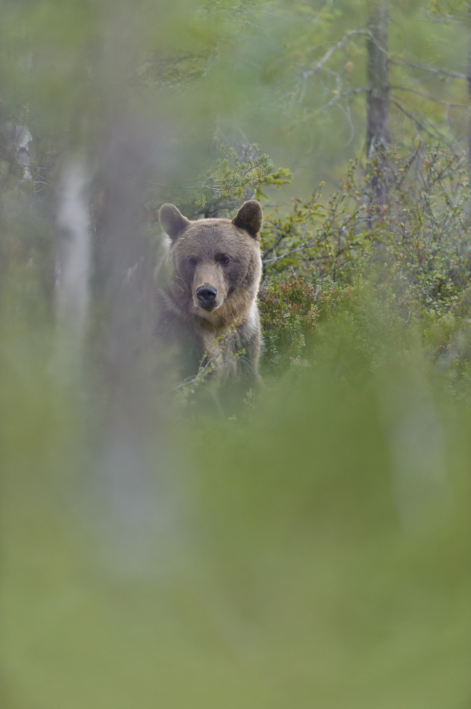 Björnar i försommarens taiga. Fotoresa med Wild Nature fotoresor. Foto: Henrik Karlsson
