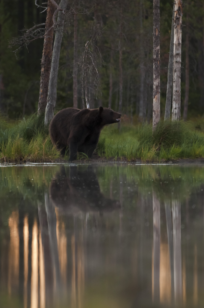 Björnar i försommarens taiga. Fotoresa med Wild Nature fotoresor. Foto: Henrik Karlsson