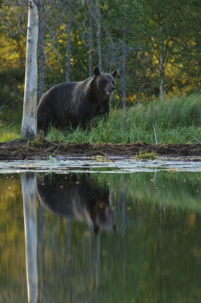 Björnar i försommarens taiga. Fotoresa med Wild Nature fotoresor. Foto: Henrik Karlsson