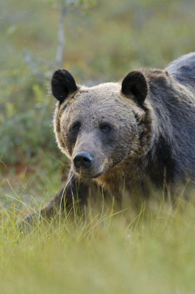 Björnar i försommarens taiga. Fotoresa med Wild Nature fotoresor. Foto: Henrik Karlsson