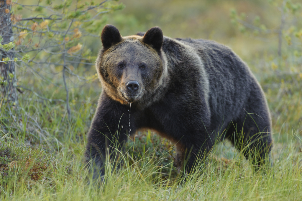 Björnar i försommarens taiga. Fotoresa med Wild Nature fotoresor. Foto: Henrik Karlsson