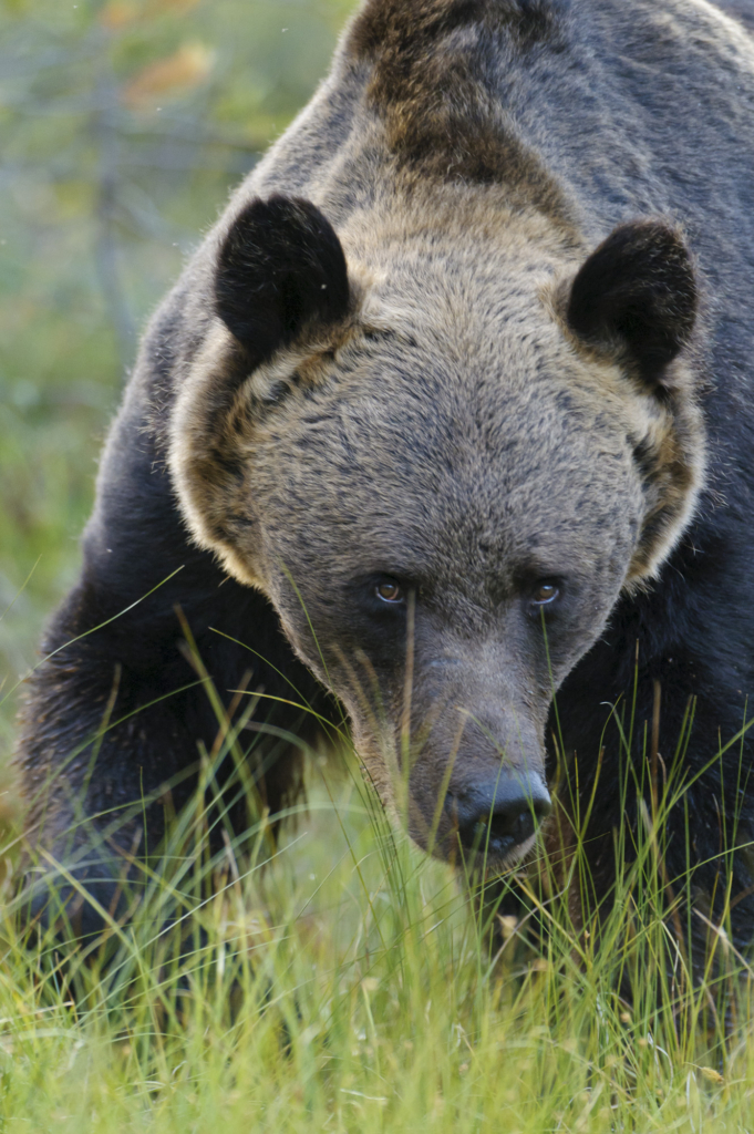 Björnar i försommarens taiga. Fotoresa med Wild Nature fotoresor. Foto: Henrik Karlsson