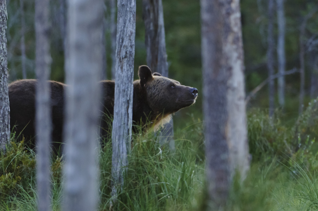 Björnar i försommarens taiga. Fotoresa med Wild Nature fotoresor. Foto: Henrik Karlsson