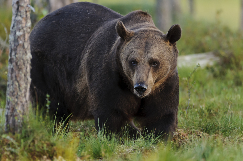 Björnar i försommarens taiga. Fotoresa med Wild Nature fotoresor. Foto: Henrik Karlsson