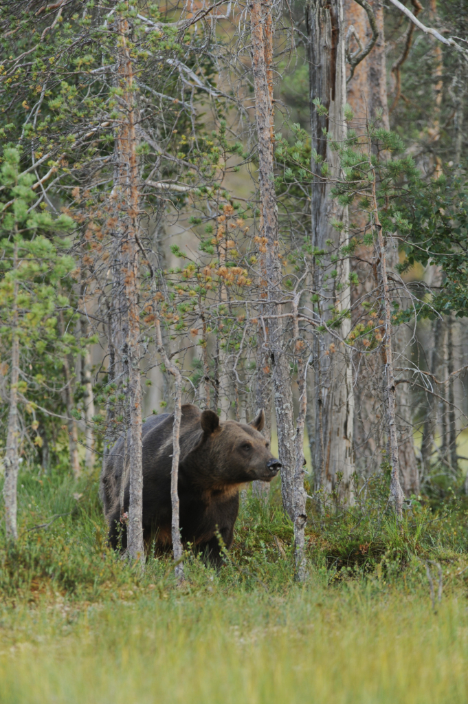 Björnar i försommarens taiga. Fotoresa med Wild Nature fotoresor. Foto: Henrik Karlsson