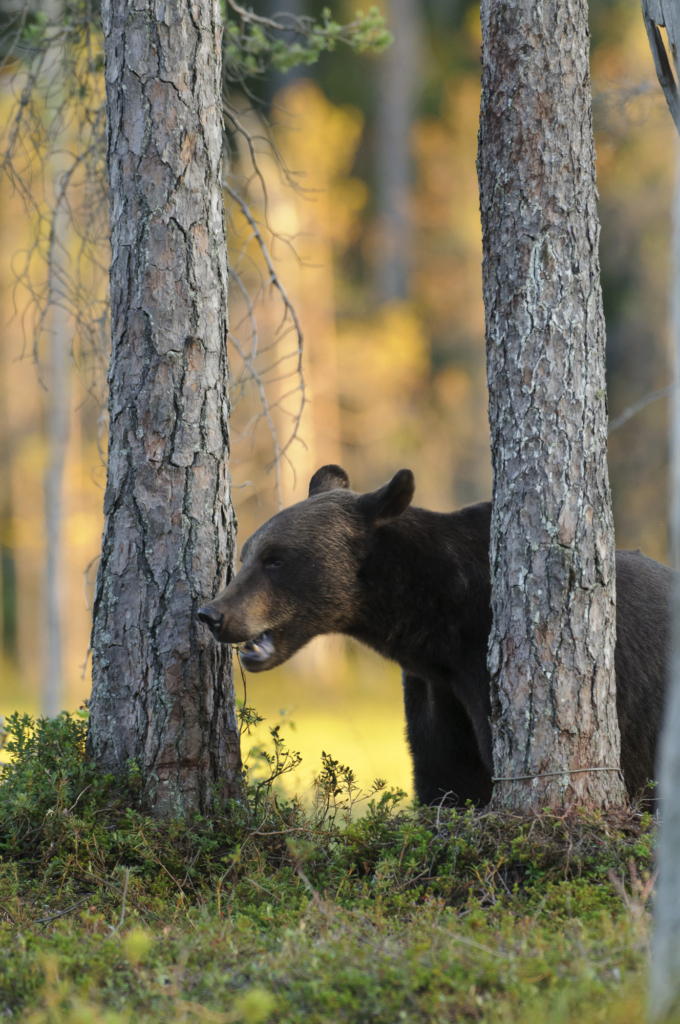 Björnar i försommarens taiga. Fotoresa med Wild Nature fotoresor. Foto: Henrik Karlsson