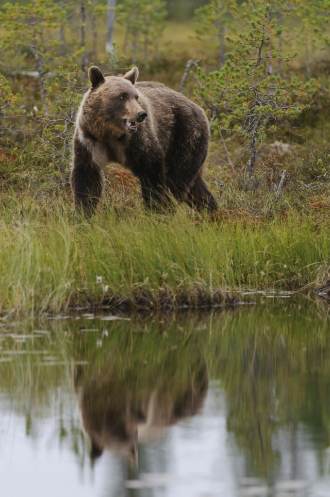 Björnar i försommarens taiga. Fotoresa med Wild Nature fotoresor. Foto: Henrik Karlsson