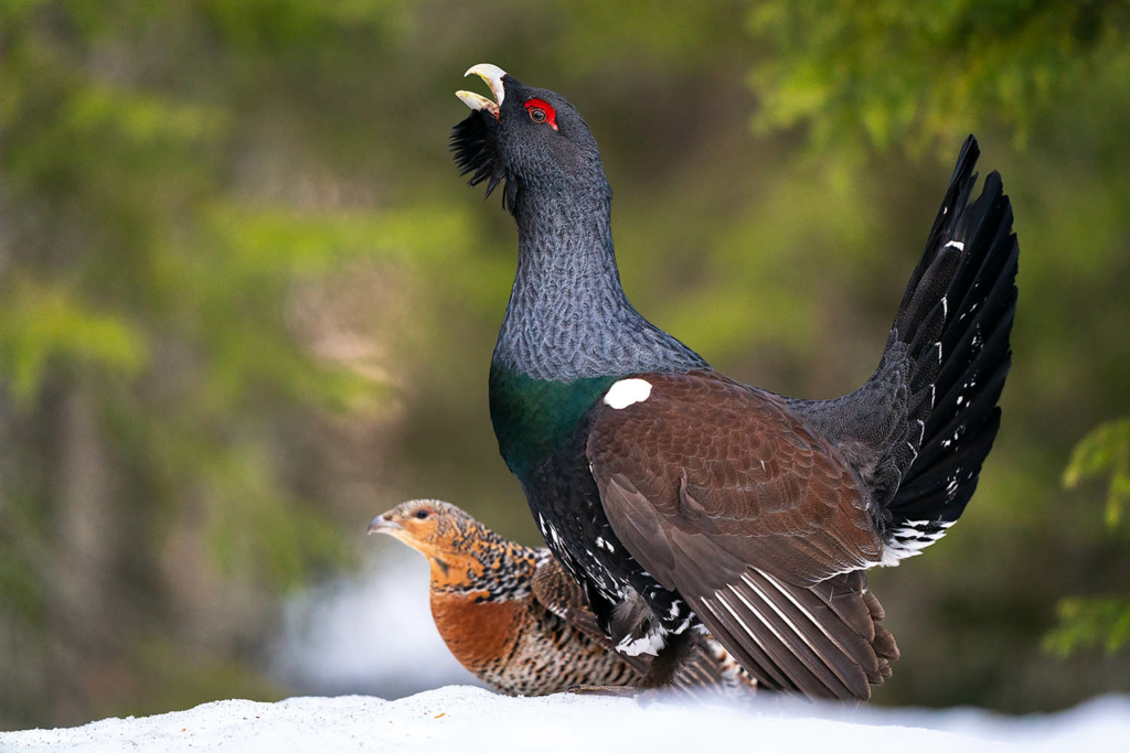 Tjäder och orrlek i Norge. Fotoresa med Wild Nature fotoresor. Foto Floris Smeets