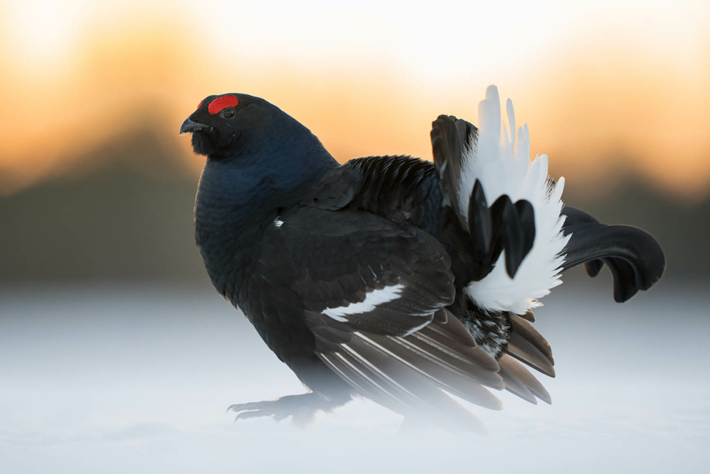 Tjäder och orrlek i Norge. Fotoresa med Wild Nature fotoresor. Foto Floris Smeets