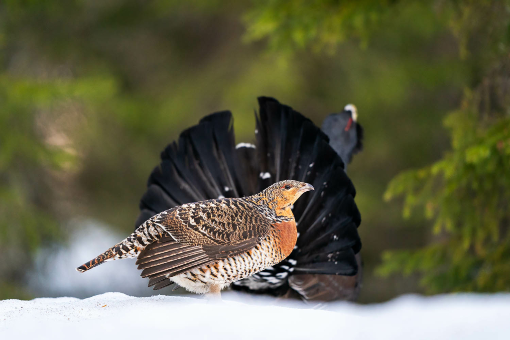 Tjäder och orrlek i Norge. Fotoresa med Wild Nature fotoresor. Foto Floris Smeets