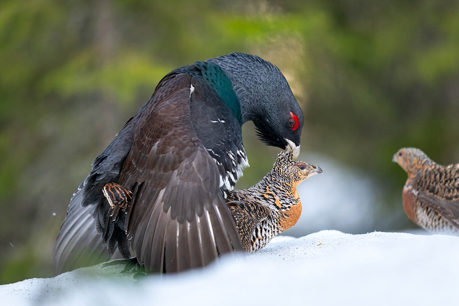 Tjäder och orrlek i Norge. Fotoresa med Wild Nature fotoresor. Foto Floris Smeets