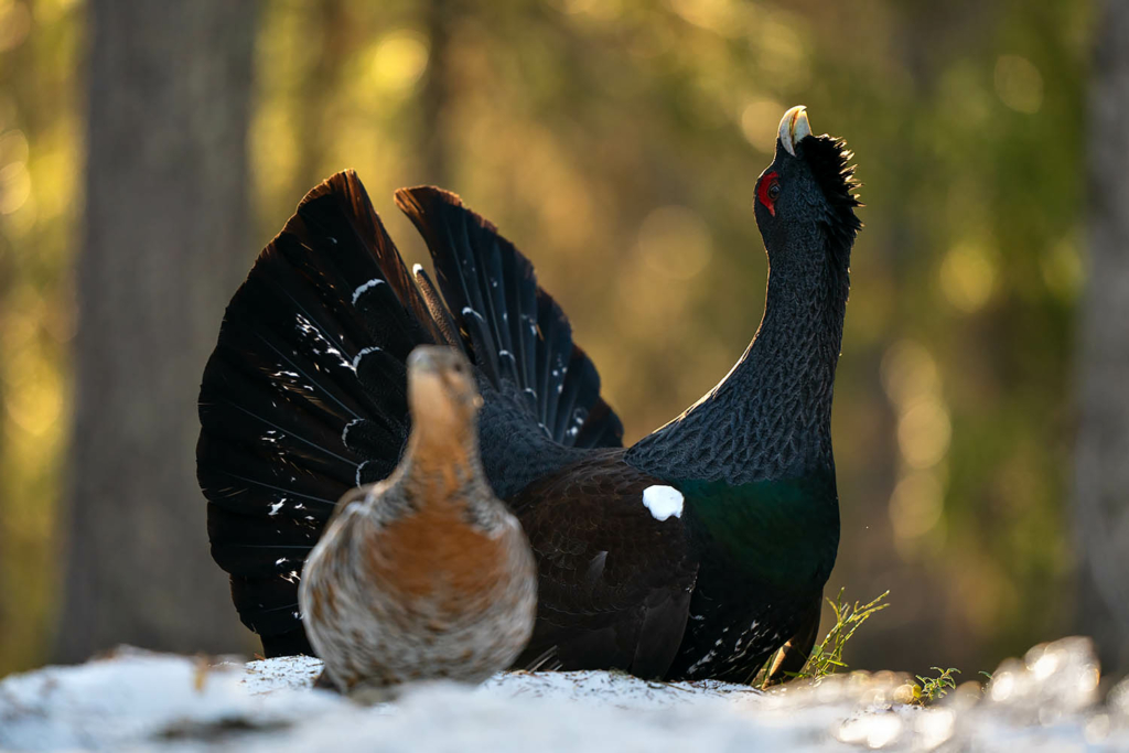 Tjäder och orrlek i Norge. Fotoresa med Wild Nature fotoresor. Foto Floris Smeets