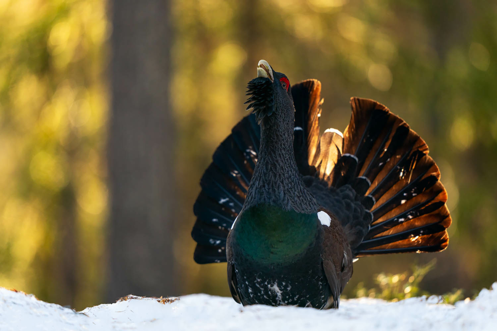 Tjäder och orrlek i Norge. Fotoresa med Wild Nature fotoresor. Foto Floris Smeets