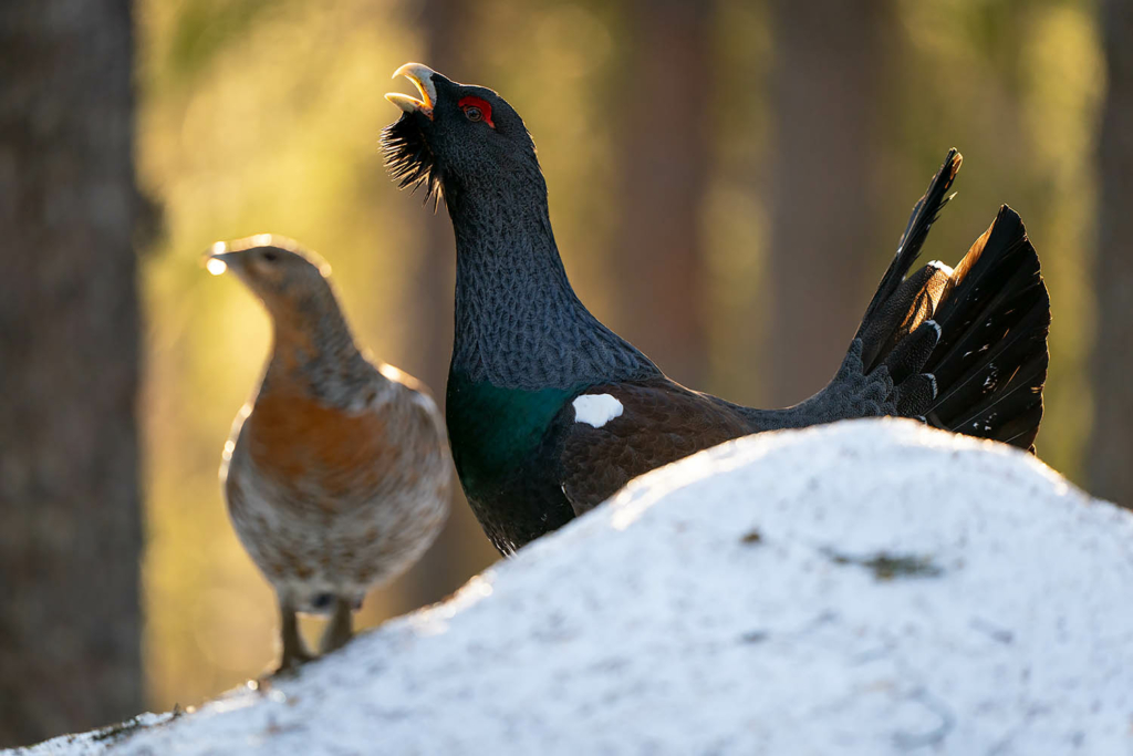 Tjäder och orrlek i Norge. Fotoresa med Wild Nature fotoresor. Foto Floris Smeets