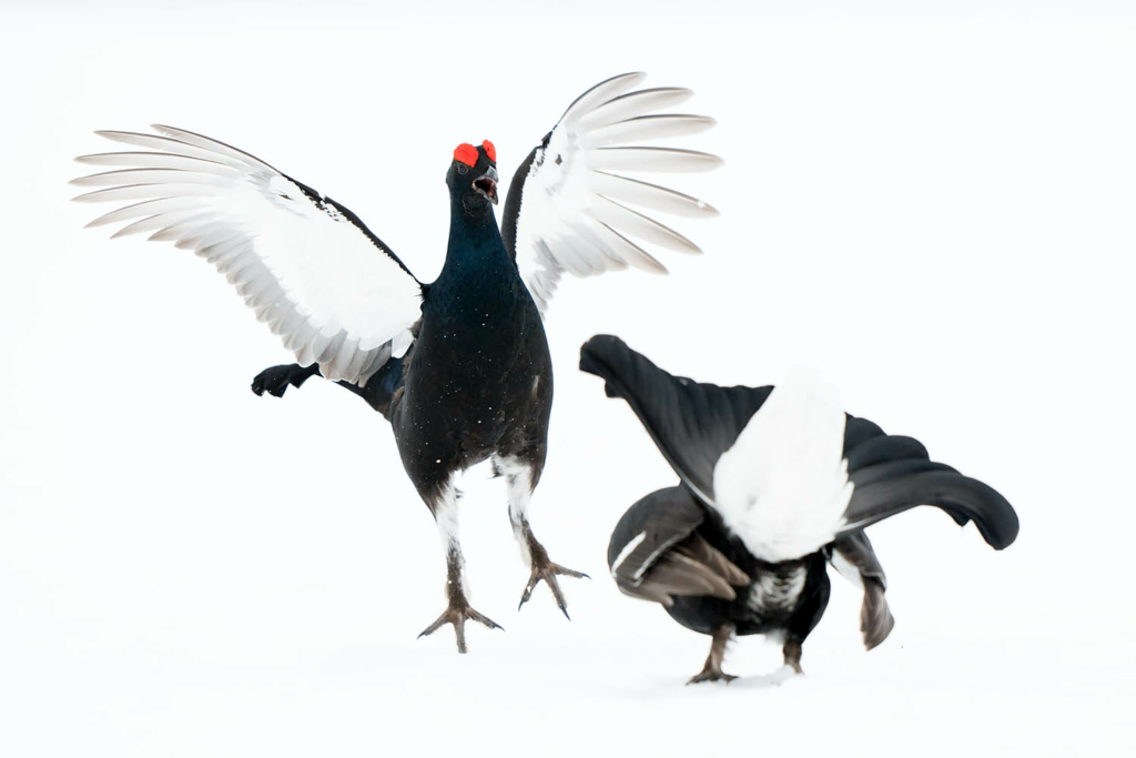 Tjäder och orrlek i Norge. Fotoresa med Wild Nature fotoresor. Foto Floris Smeets