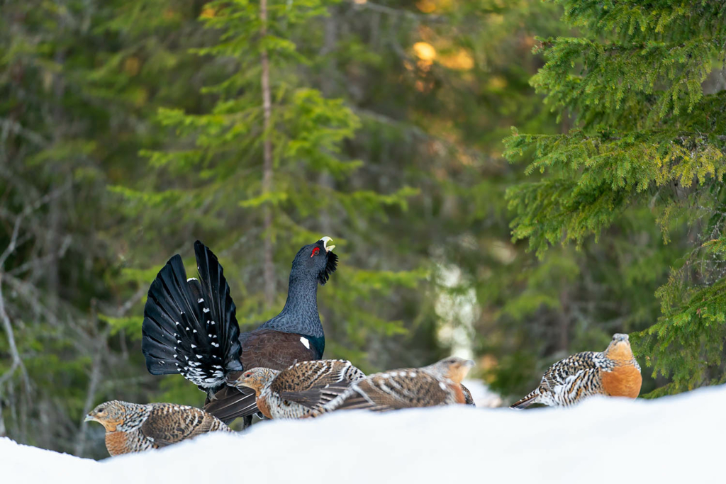 Tjäder och orrlek i Norge. Fotoresa med Wild Nature fotoresor. Foto Floris Smeets