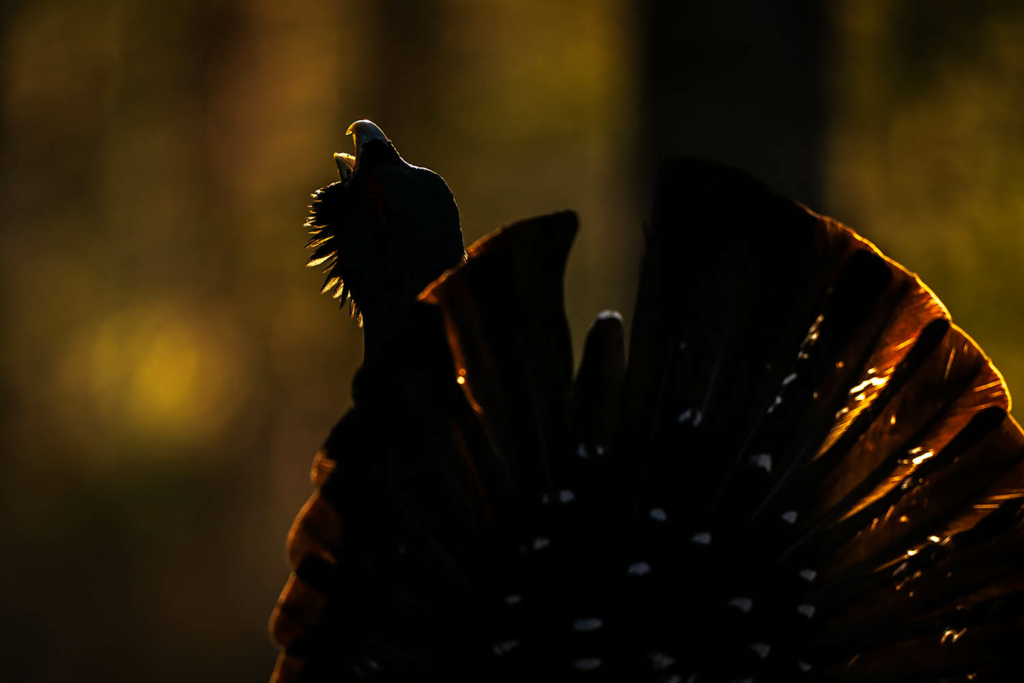 Tjäder och orrlek i Norge. Fotoresa med Wild Nature fotoresor. Foto Floris Smeets