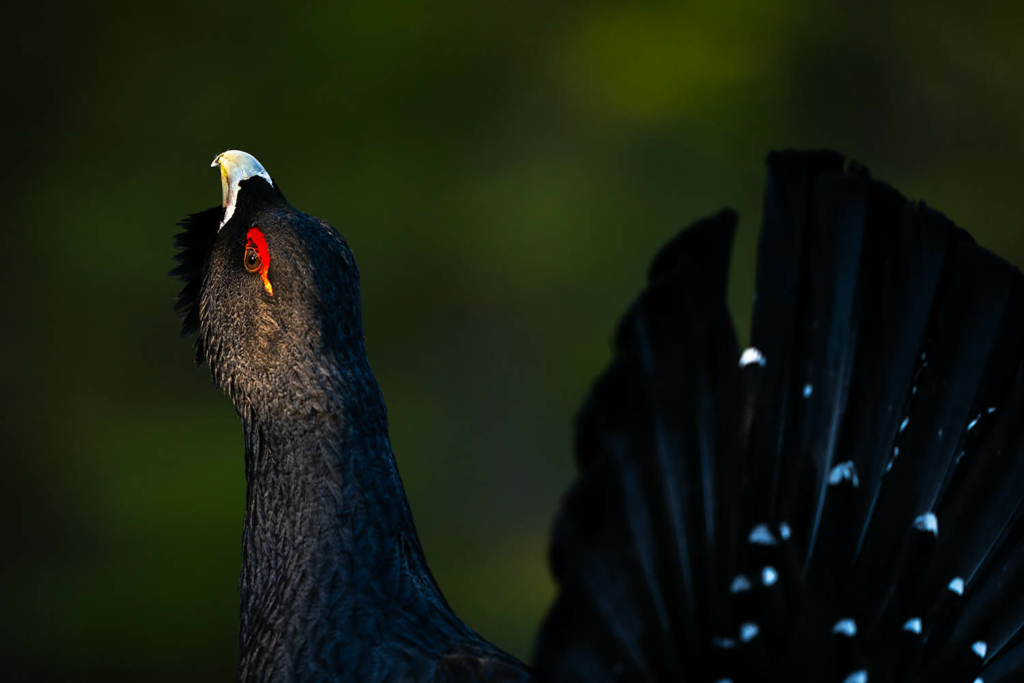 Tjäder och orrlek i Norge. Fotoresa med Wild Nature fotoresor. Foto Floris Smeets