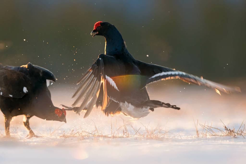 Tjäder och orrlek i Norge. Fotoresa med Wild Nature fotoresor. Foto Floris Smeets