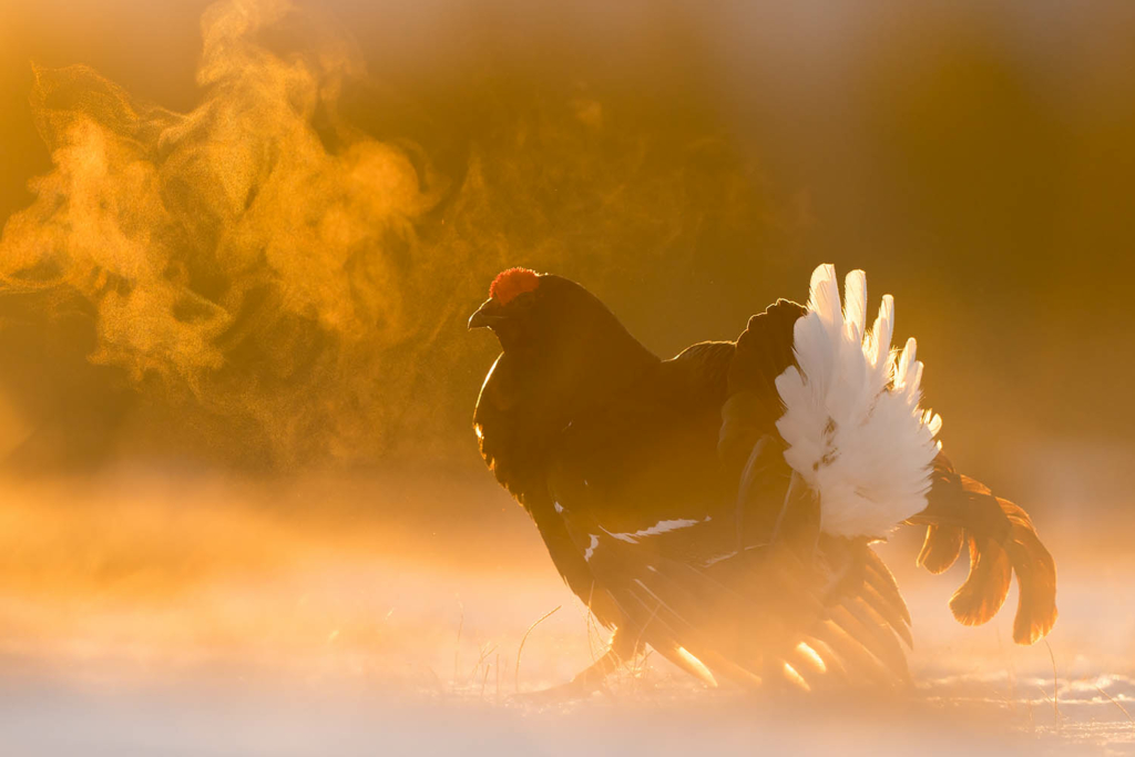 Tjäder och orrlek i Norge. Fotoresa med Wild Nature fotoresor. Foto Floris Smeets