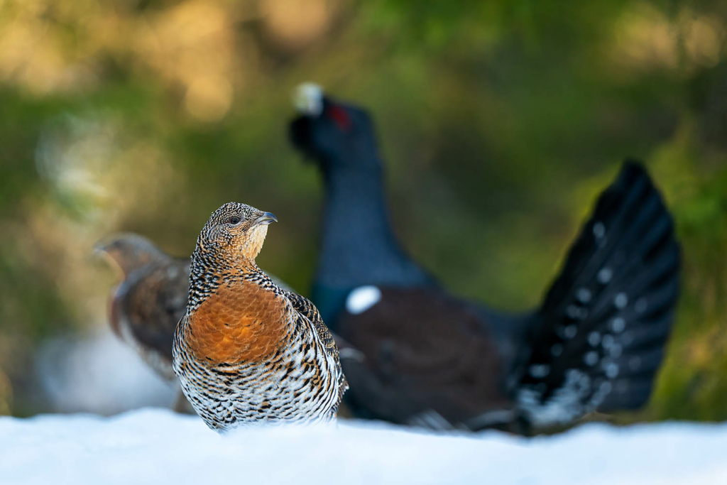 Tjäder och orrlek i Norge. Fotoresa med Wild Nature fotoresor. Foto Floris Smeets