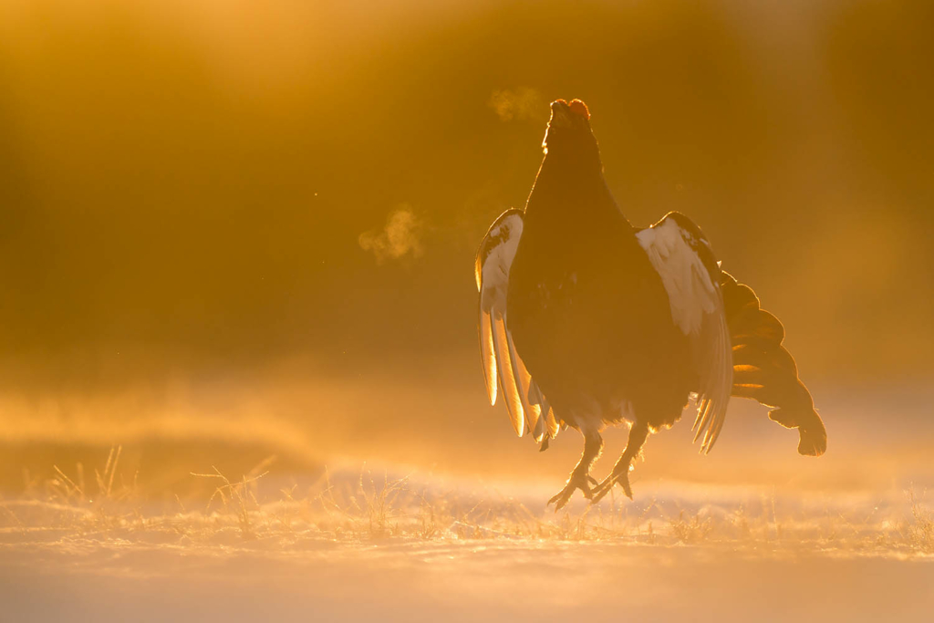 Tjäder och orrlek i Norge. Fotoresa med Wild Nature fotoresor. Foto Floris Smeets