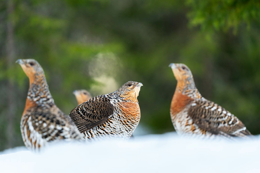 Tjäder och orrlek i Norge. Fotoresa med Wild Nature fotoresor. Foto Floris Smeets