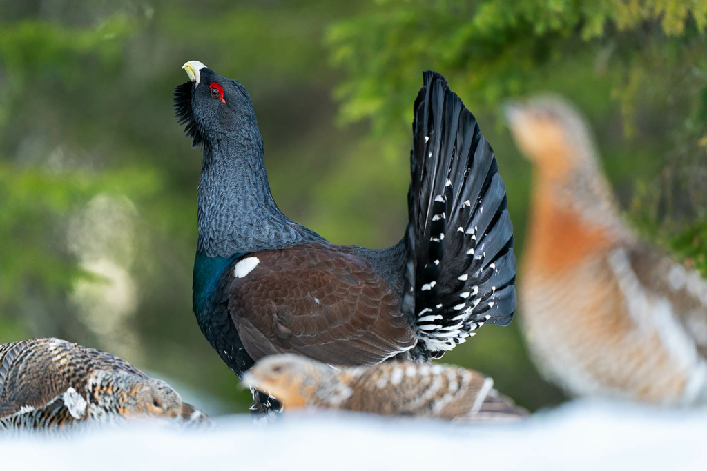 Tjäder och orrlek i Norge. Fotoresa med Wild Nature fotoresor. Foto Floris Smeets