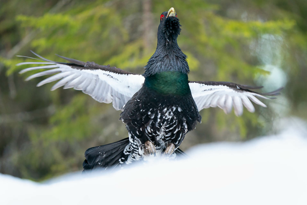 Tjäder och orrlek i Norge. Fotoresa med Wild Nature fotoresor. Foto Floris Smeets