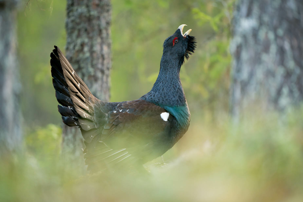 Tjäder och orrlek i Norge. Fotoresa med Wild Nature fotoresor. Foto Floris Smeets