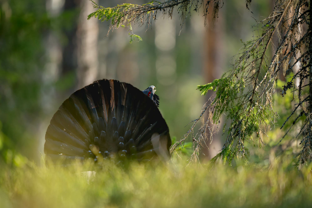 Tjäder och orrlek i Norge. Fotoresa med Wild Nature fotoresor. Foto Floris Smeets