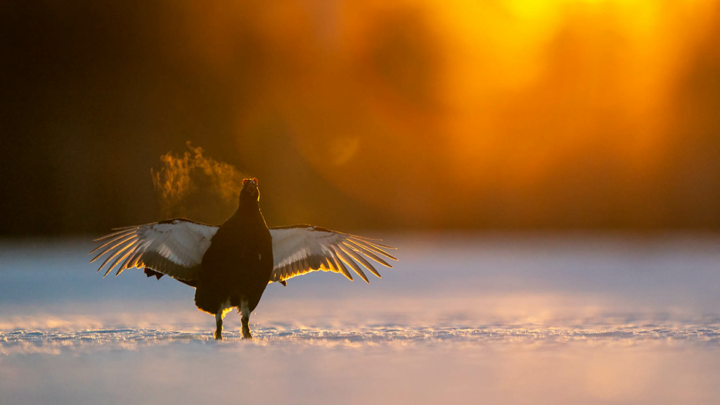 Tjäder och orrlek i Norge. Fotoresa med Wild Nature fotoresor. Foto Floris Smeets