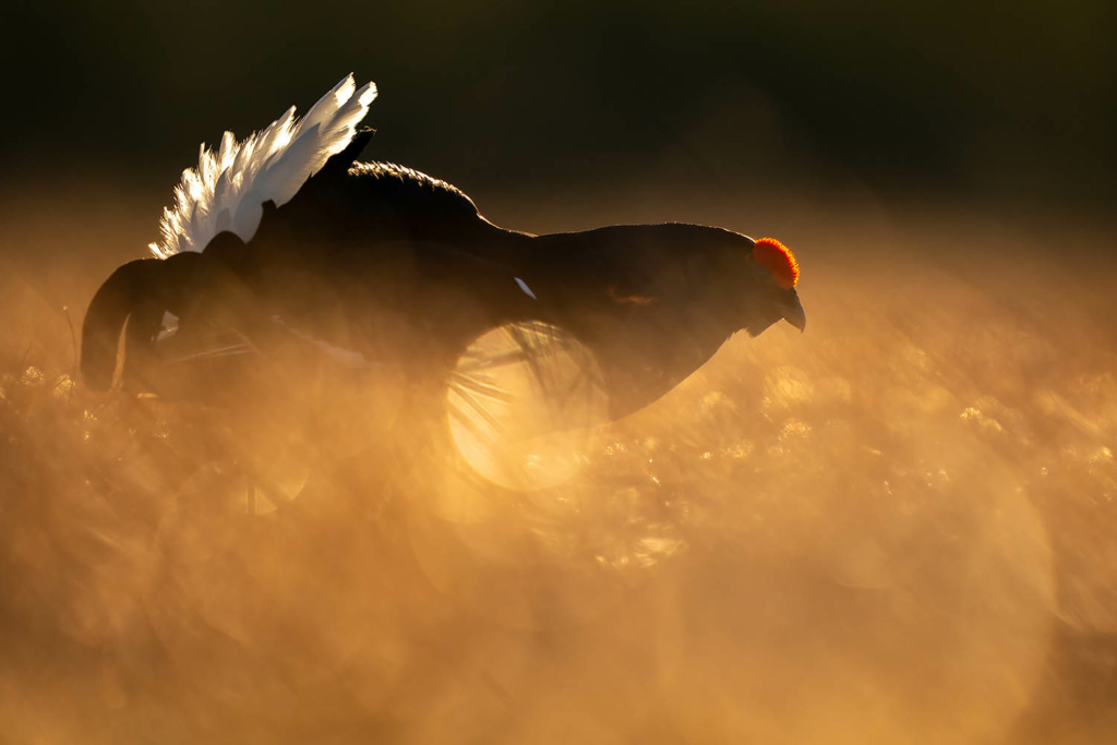 Tjäder och orrlek i Norge. Fotoresa med Wild Nature fotoresor. Foto Floris Smeets