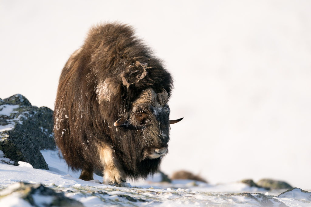 Musk-oxen in winter at Dovrefjell, Norway. Photo tour with Wild Nature Photo Adventures. Photo by Floris Smeets