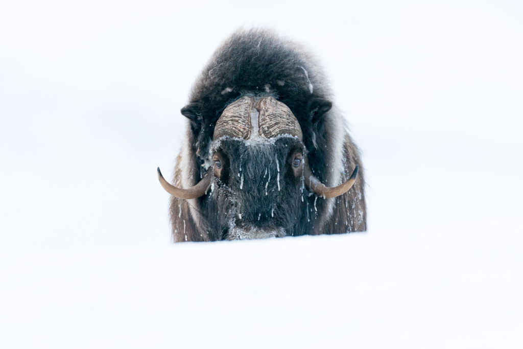 Musk-oxen in winter at Dovrefjell, Norway. Photo tour with Wild Nature Photo Adventures. Photo by Floris Smeets