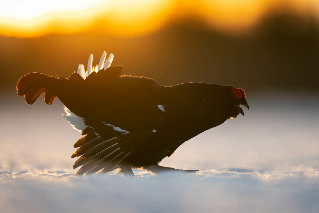 Tjäder och orrlek i Norge. Fotoresa med Wild Nature fotoresor. Foto Floris Smeets