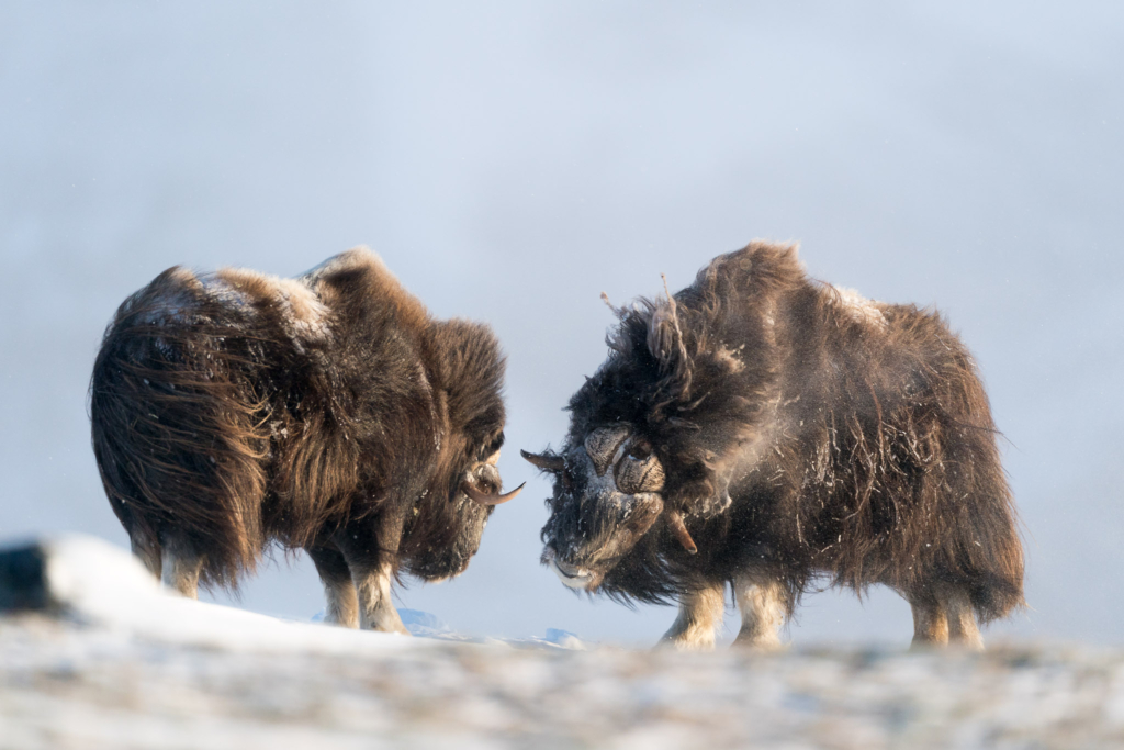 Musk-oxen in winter at Dovrefjell, Norway. Photo tour with Wild Nature Photo Adventures. Photo by Floris Smeets