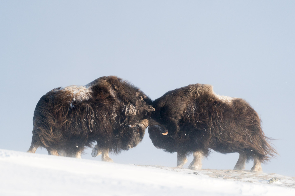 Musk-oxen in winter at Dovrefjell, Norway. Photo tour with Wild Nature Photo Adventures. Photo by Floris Smeets