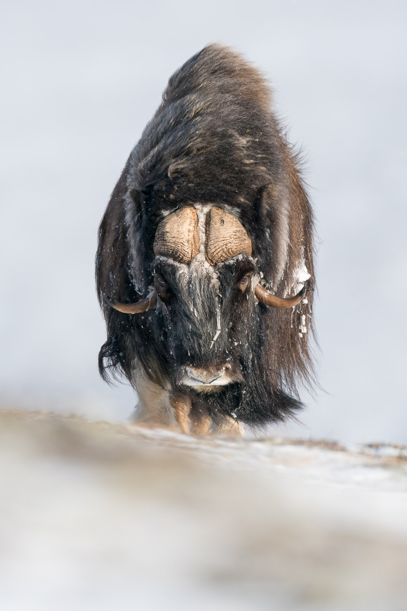 Musk-oxen in winter at Dovrefjell, Norway. Photo tour with Wild Nature Photo Adventures. Photo by Floris Smeets