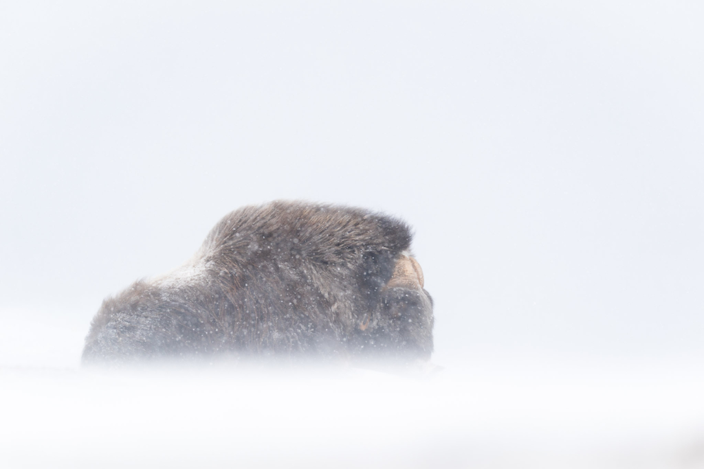 Musk-oxen in winter at Dovrefjell, Norway. Photo tour with Wild Nature Photo Adventures. Photo by Floris Smeets